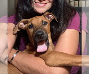 German Shepherd Dog-Unknown Mix Dogs for adoption in The Woodlands, TX, USA