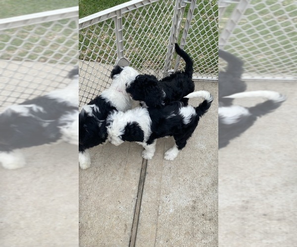 Medium Photo #15 Sheepadoodle Puppy For Sale in CONROE, TX, USA