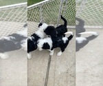 Small Photo #15 Sheepadoodle Puppy For Sale in CONROE, TX, USA