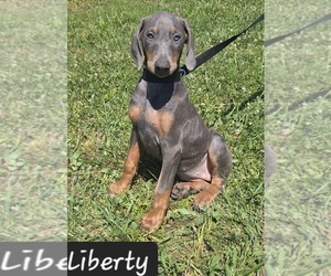 Doberman Pinscher Puppy for sale in POMEROY, OH, USA
