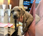 Small #1 American Pit Bull Terrier-Labrador Retriever Mix