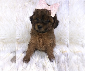 Pomeranian-Poodle (Toy) Mix Puppy for sale in BEECH GROVE, IN, USA