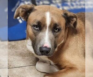 Labrador Retriever-Unknown Mix Dogs for adoption in Jefferson, WI, USA