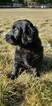 Small Photo #5 Labradoodle Puppy For Sale in CO SPGS, CO, USA