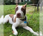 Small #4 Labrador Retriever Mix