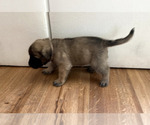 Small #4 Mastiff