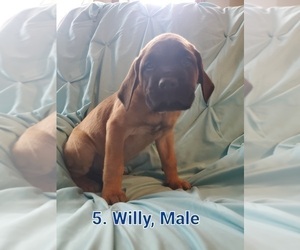 Mastiff Puppy for sale in DELAVAN, WI, USA
