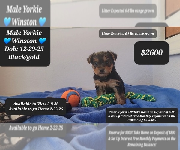 Medium Photo #1 Yorkshire Terrier Puppy For Sale in TUCSON, AZ, USA