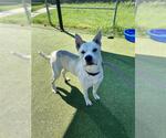 Small #1 Dogo Argentino-Siberian Husky Mix