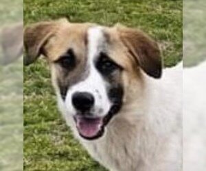 Great Pyrenees-Unknown Mix Dogs for adoption in Canton, CT, USA
