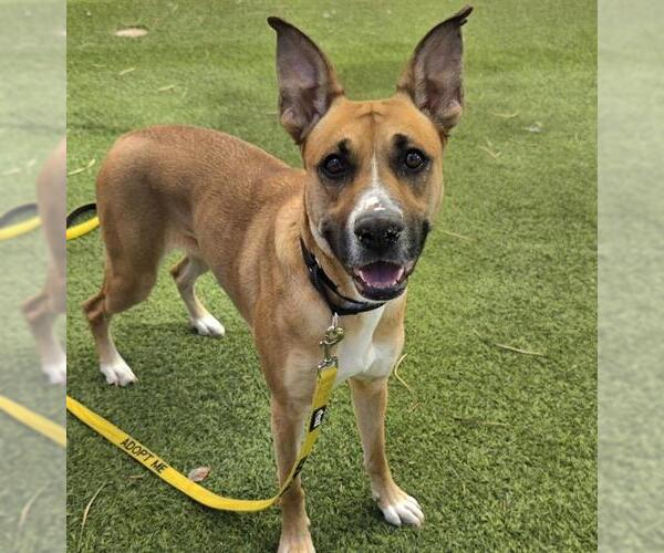 Medium Photo #1 Boxer-Unknown Mix Puppy For Sale in Las Vegas, NV, USA