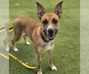 Boxer-Unknown Mix Dogs for adoption in Las Vegas, NV, USA