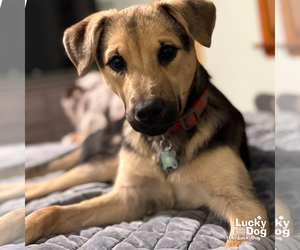 Mutt Dogs for adoption in Washington, DC, USA