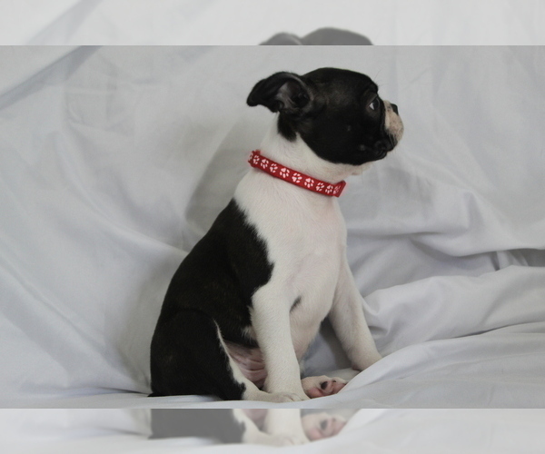 Medium Photo #6 Boston Terrier Puppy For Sale in BROOKSVILLE, FL, USA
