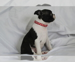 Small #5 Boston Terrier