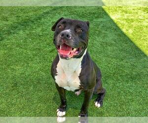 American Pit Bull Terrier Dogs for adoption in Orange, CA, USA