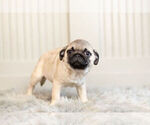 Small Photo #11 Pug Puppy For Sale in WARSAW, IN, USA