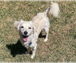 Small #3 Maltipoo