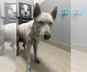 Siberian Husky-Unknown Mix Dogs for adoption in Las Vegas, NV, USA