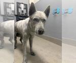 Small Siberian Husky Mix