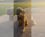Small #1 Poodle (Standard) Mix