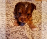 Small Photo #5 Yoranian-Yorkshire Terrier Mix Puppy For Sale in HUDDLESTON, VA, USA