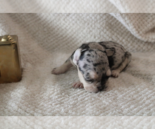 Medium Photo #22 French Bulldog Puppy For Sale in SPRING, TX, USA