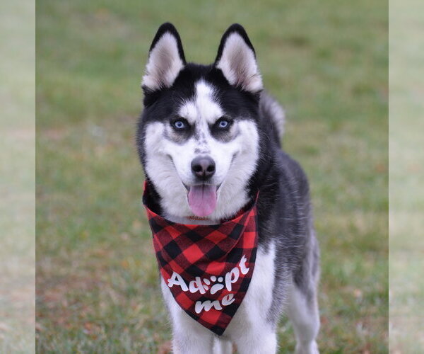 Medium Photo #2 German Shepherd Dog Puppy For Sale in Gretna, NE, USA