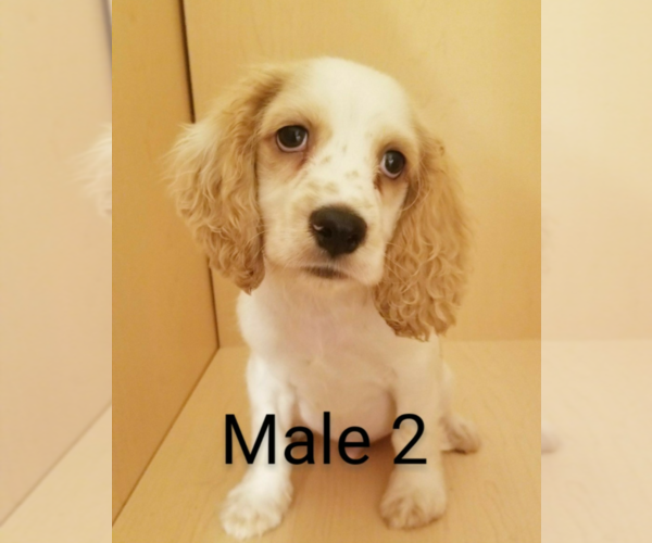 Medium Photo #5 Cocker Spaniel Puppy For Sale in SAN DIEGO, CA, USA