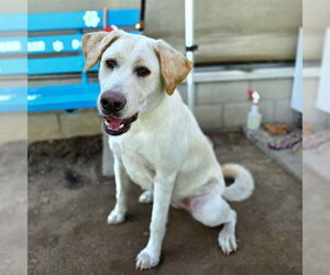 Labrador Retriever-Unknown Mix Dogs for adoption in Long Beach, CA, USA