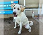 *CHARLOTTE - Female Labrador Retriever-Unknown Mix Dog for Adoption - Small photo