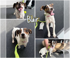 Jack Russell Terrier Dogs for adoption in Pierceton , IN, USA