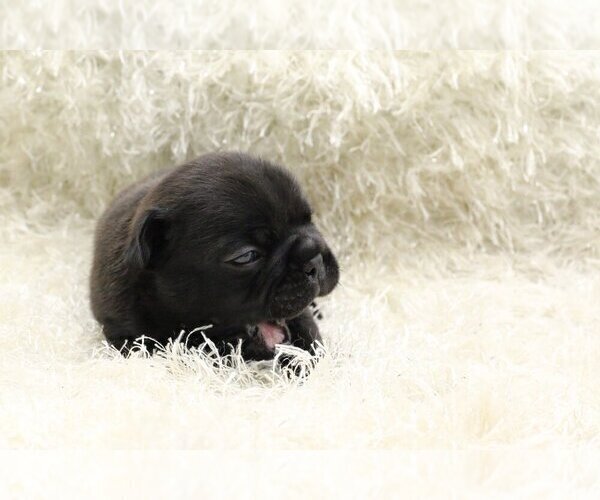 Medium Photo #3 French Bulldog Puppy For Sale in SARATOGA, CA, USA