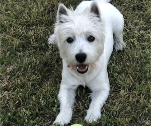 Father of the West Highland White Terrier puppies born on 05/08/2023