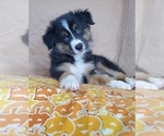 Small Photo #1 Australian Shepherd Puppy For Sale in PHOENIX, AZ, USA