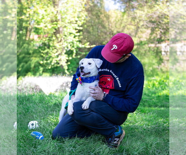 Medium Photo #7 Labrador Retriever-Unknown Mix Puppy For Sale in Unionville, PA, USA