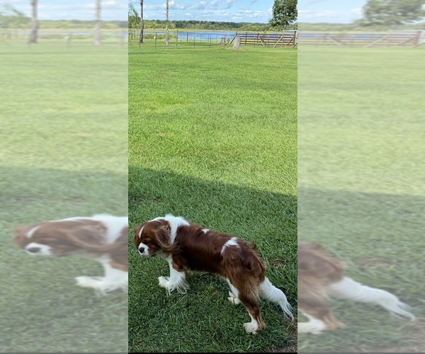 Medium Photo #1 Cavalier King Charles Spaniel Puppy For Sale in PICAYUNE, MS, USA