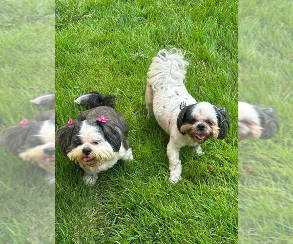 Medium Photo #3 Shih Tzu Puppy For Sale in FRAMINGHAM, MA, USA