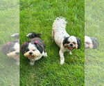 Small #2 Shih Tzu