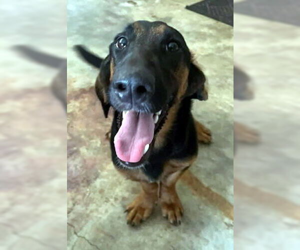 Medium Photo #5 Basset Hound-German Shepherd Dog Mix Puppy For Sale in Deepwater, NJ, USA