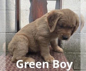 Golden Retriever Puppy for sale in WASHINGTON COURT HOUSE, OH, USA
