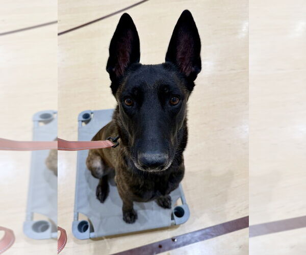 Medium Photo #7 Holland Shepherd Puppy For Sale in Imlay City, MI, USA