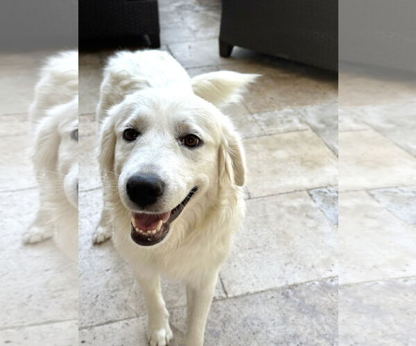 Medium Photo #2 Great Pyrenees Puppy For Sale in Spring, TX, USA