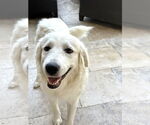 Small #1 Great Pyrenees