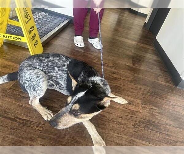 Medium Photo #1 Mutt Puppy For Sale in Houston, TX, USA