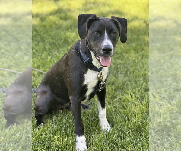 Medium Photo #3 Border Collie-Unknown Mix Puppy For Sale in Germantown, OH, USA