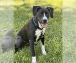 Small #2 Border Collie Mix