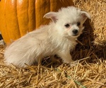 Puppy Delilah Pomsky-Poodle (Toy) Mix