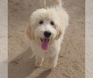 Goldendoodle Puppy for Sale in PEYTON, Colorado USA