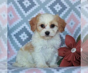 Cavachon-Cavalier King Charles Spaniel Mix Puppy for sale in NARVON, PA, USA
